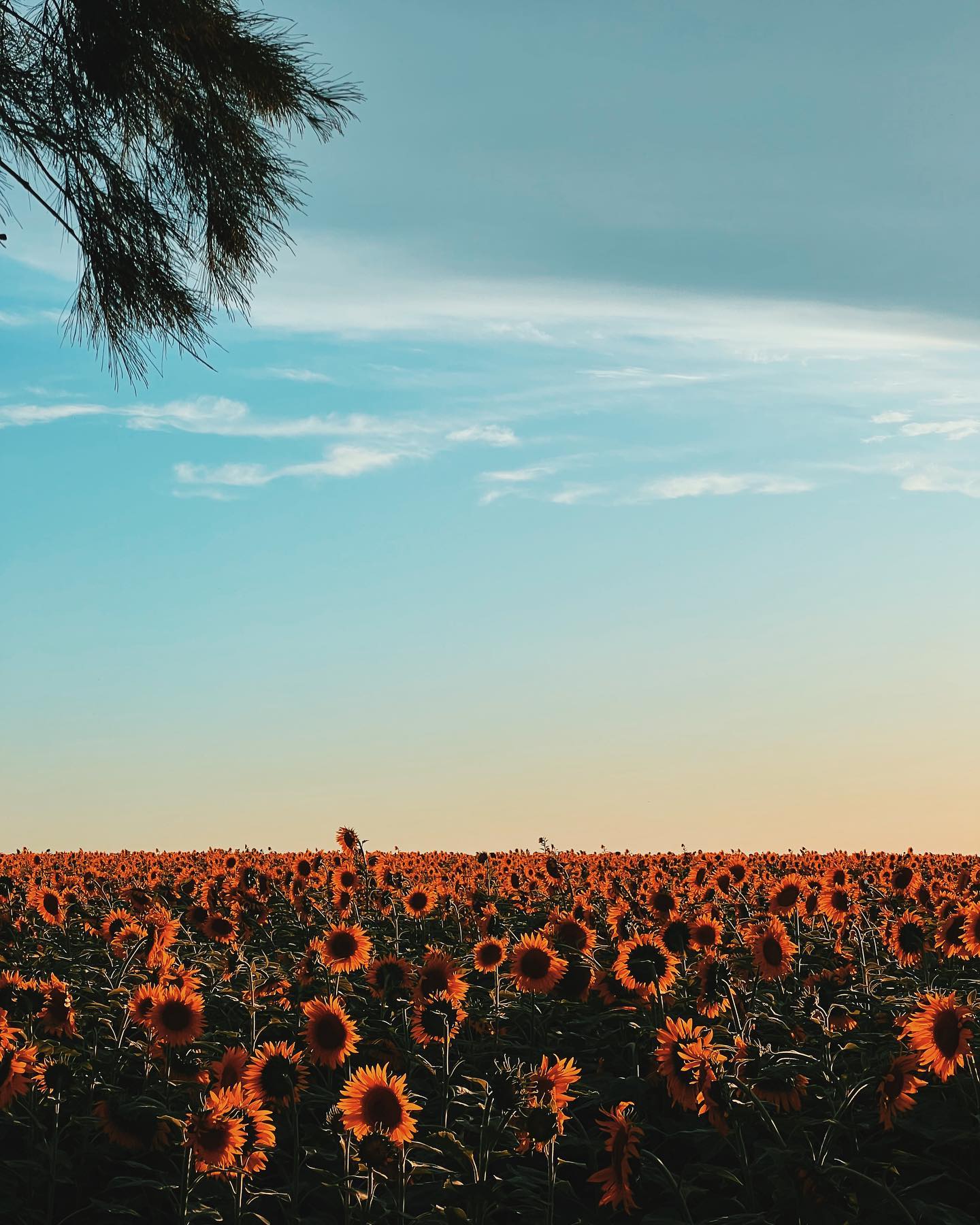 Campo de girasoles bajo un cielo celeste